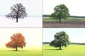 Abstract image of lonely tree in winter on snow, tree in spring on grass, tree in summer on grass with green foliag