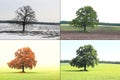 Abstract image of lonely tree in winter on snow, tree in spring on grass, tree in summer on grass with green foliag