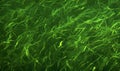 Abstract image of lush green algae. Underwater abstract background. Royalty Free Stock Photo