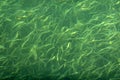 Abstract image of lush green algae. Underwater abstract background. Royalty Free Stock Photo