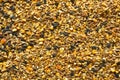 Mixed Bird Seed Abstract Royalty Free Stock Photo