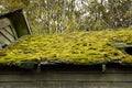 Old Wooden Rooftop Covered in Thick Green Moss Royalty Free Stock Photo