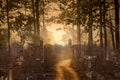 Abstract image multiple exposure with jungle and city