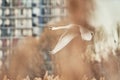 Abstract image of a mute swan flying around apartment buildings Royalty Free Stock Photo