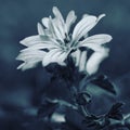 Abstract image with one flower in  focus and another in background. Dark and mysterious mood Royalty Free Stock Photo