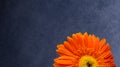 An abstract image of orange gerbera flower head against a blue background Royalty Free Stock Photo