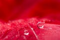 A abstract image of red color fluffy feathers with two macro water dew drop, beautiful natural background. Royalty Free Stock Photo