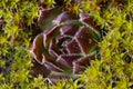 Abstract Image of red sempervivum plant. Royalty Free Stock Photo