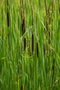 Abstract image of Reed Mace also known as bulrushes Royalty Free Stock Photo