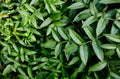 Abstract image of Rubus rosaefolius Miao miao leaves in the garden