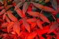 Abstract image of Rubus rosaefolius Miao miao leaves in the garden