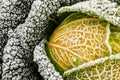 Savoy cabbage in winter Royalty Free Stock Photo