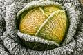 Savoy cabbage in winter Royalty Free Stock Photo