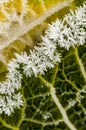 Savoy cabbage in winter Royalty Free Stock Photo