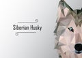Abstract image of Siberian husky. illustration.