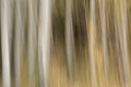 Abstract image of silver birch trees using intentional camera movement (ICM). Royalty Free Stock Photo