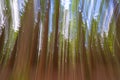 Abstract image of tall trees Whakarewarewa Redwood Forest