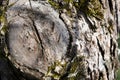 Large Cracked Tree Knot Close Up Royalty Free Stock Photo