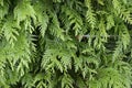 Cedar Tree Branches Close Up Royalty Free Stock Photo