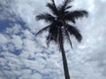 Abstract images of coconut trees and clouds Royalty Free Stock Photo