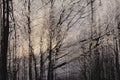 Abstract impressionist forest through multiple exposure