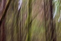 Abstract, impressionist-like image of mossy rainforest near Tofino, BC