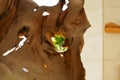 Abstract installation of a huge brown tree root