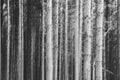 Abstract intentional camera movement photo with a forest. Moody eerie photographic art