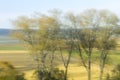 Abstract intentional motion blured photo of trees and vegetation during late summer sunset