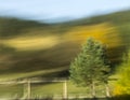 Abstract intentional motion blured photo of trees and vegetation during late summer sunset