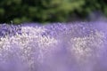 Abstract, intentionally blurred image of purple lavender flowers in a field. Useful for backgrounds Royalty Free Stock Photo