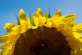 Abstract, intentionally defocused half view of a yellow sunflower, useful for backgrounds Royalty Free Stock Photo