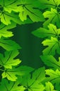 Green gradient background with transparent leaves.