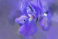 Abstract Iris with painterly effect