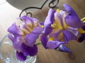 Abstract Iris stem blooming in a vase