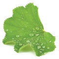 Abstract isolated leaf closeup with raindrops Royalty Free Stock Photo