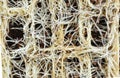 Abstract isolated macro of pea microgreens roots growing in coconut coir Royalty Free Stock Photo