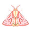 Abstract isolated vector lined illustration design with moth in pastel pink colors