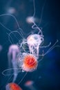 Abstract jellyfish chrysaora pacifica underwater Royalty Free Stock Photo