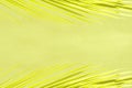 Abstract khaki background with yellow palm branches