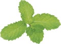 Abstract of Kitchen Mint or Marsh Mint leaves. Royalty Free Stock Photo