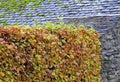 Slate roof, stone wall, Autumn beech hedge Royalty Free Stock Photo