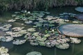 Abstract landscape of lotus pond at morning with sunrise. Royalty Free Stock Photo