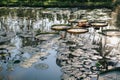 Abstract landscape of lotus pond at morning with sunrise. Royalty Free Stock Photo