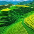 Abstract landscape rice terraces field in agriculture greeny hills or valley art