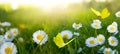 Abstract landscape spring-summer sunset over a flowering meadow. white flowers and butterflies flying warm golden hour sunset Royalty Free Stock Photo