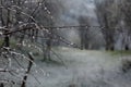 Abstract landscape with wet branches.