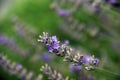 Abstract: lavender in bloom