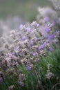 Abstract of Lavender Flowers in bloom Royalty Free Stock Photo