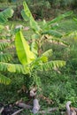 Abstract leaf banana, in the field.